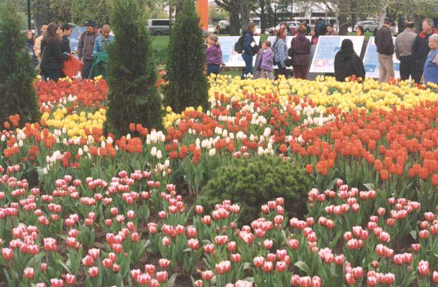 Les belles tulipes