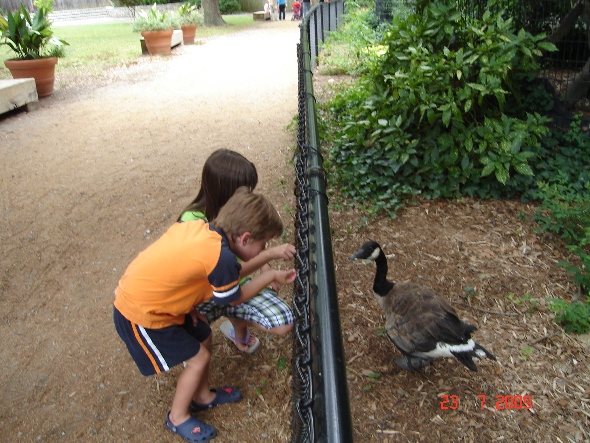Au zoo ... les canards