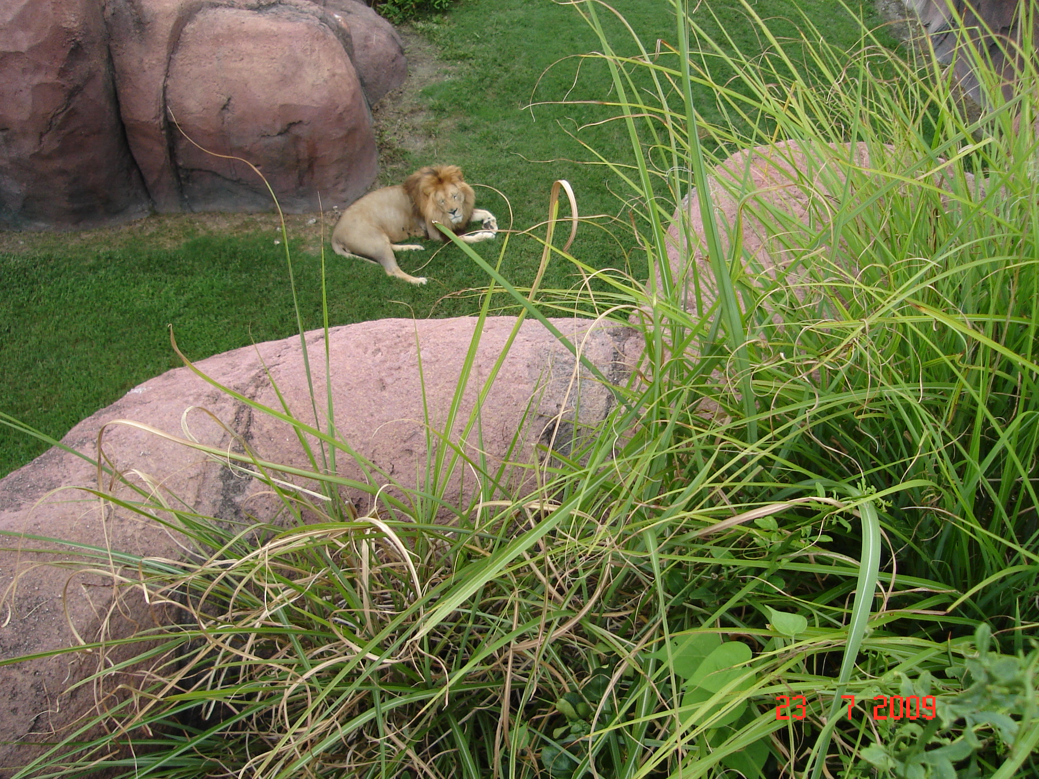 Au zoo ... le lion